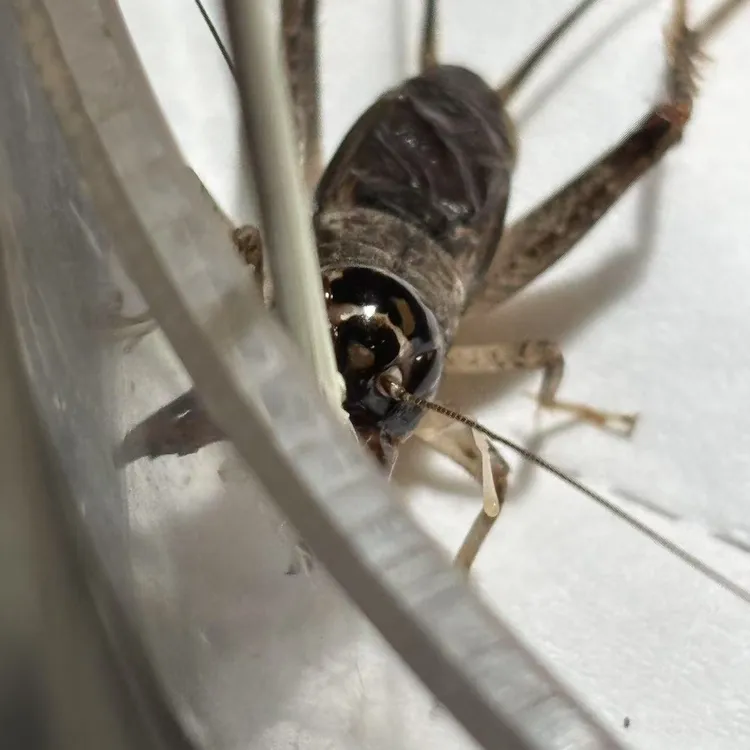 宁津乐陵大地秋虫