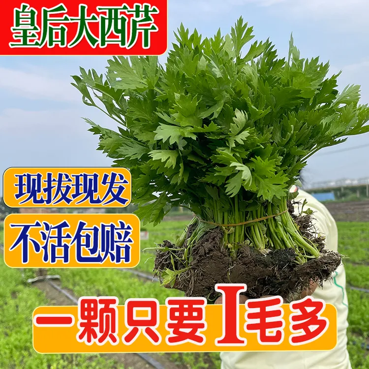 四季皇后大肉西芹苗秧小香芹根芹小香芹种子地拔苗批发秧四季阳台