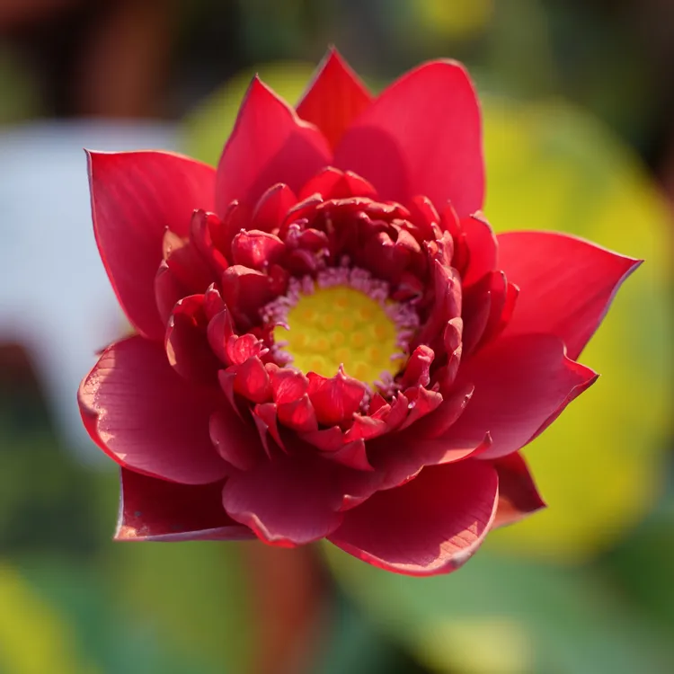 【大型荷花杯装苗】建议口径45cm容器内种植