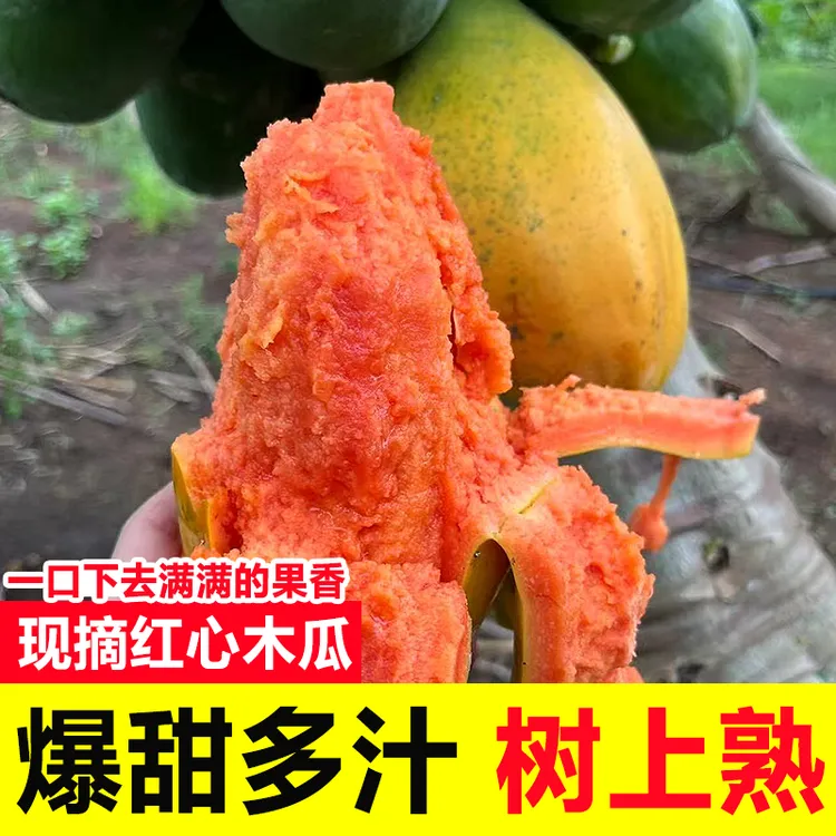 【年终补贴】正宗红心木瓜水果产地直发当季冰糖心青木瓜直播卖货