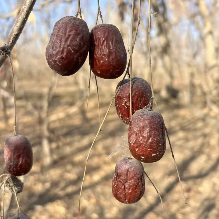 【新疆直发】吊干土灰枣 原生态灰枣新疆红枣