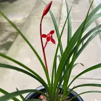 赵鹏推荐--秋芝红花