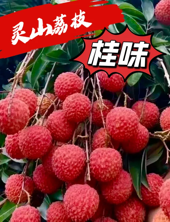 广西灵山现摘现发当季新鲜水果汁多荔枝桂味荔枝整箱批发10斤