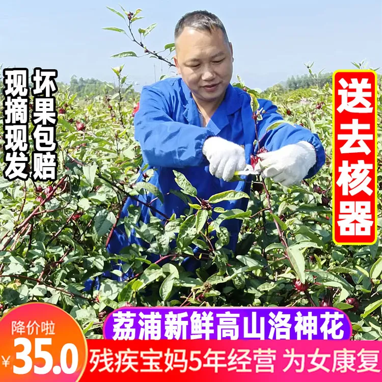 广西桂林25年新鲜现摘洛神花 洛神葵鲜果红桃K玫瑰茄食用花茶泡茶