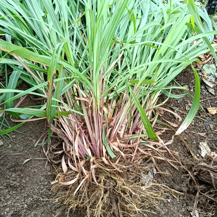 云南特色绿植物香茅草风茅草现挖苗老苗10棵1盆