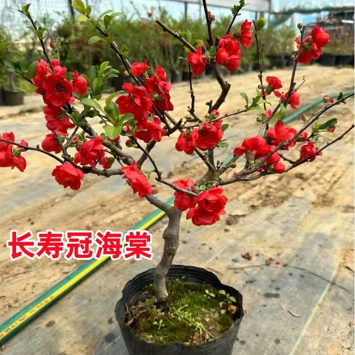 长寿冠海棠盆栽适合室内阳台与室外地栽的耐寒植物