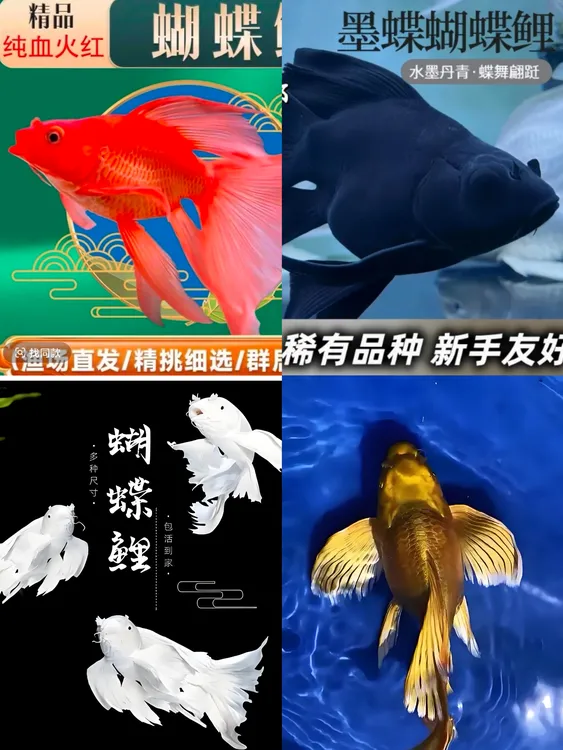 直播间专用定制蝴蝶鲤链接