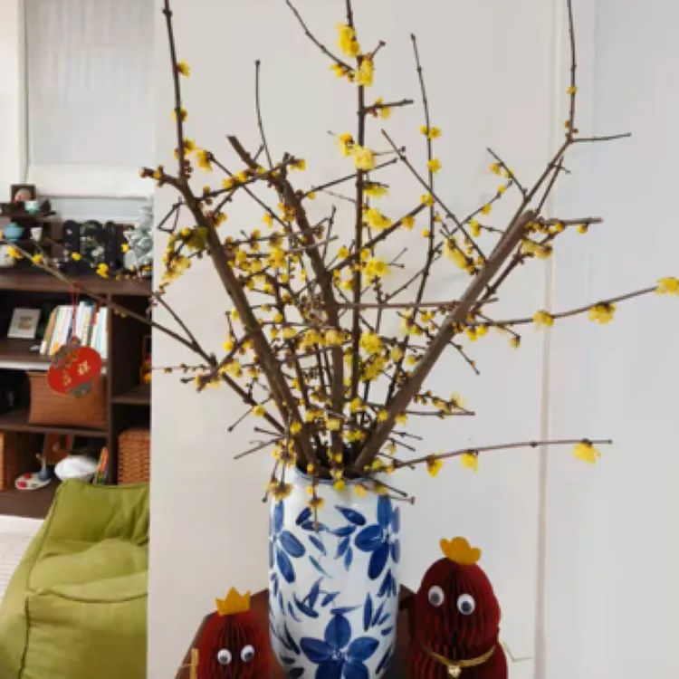 （顺丰空运70㎝）素心腊梅客厅室内梅花鲜花切水培遇水开花浓香型