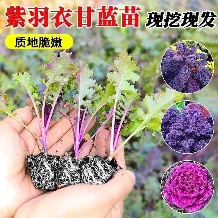 【绿羽衣甘蓝】秧苗食用观赏耐热耐寒紫羽衣甘蓝种苗高钙蔬菜阳台