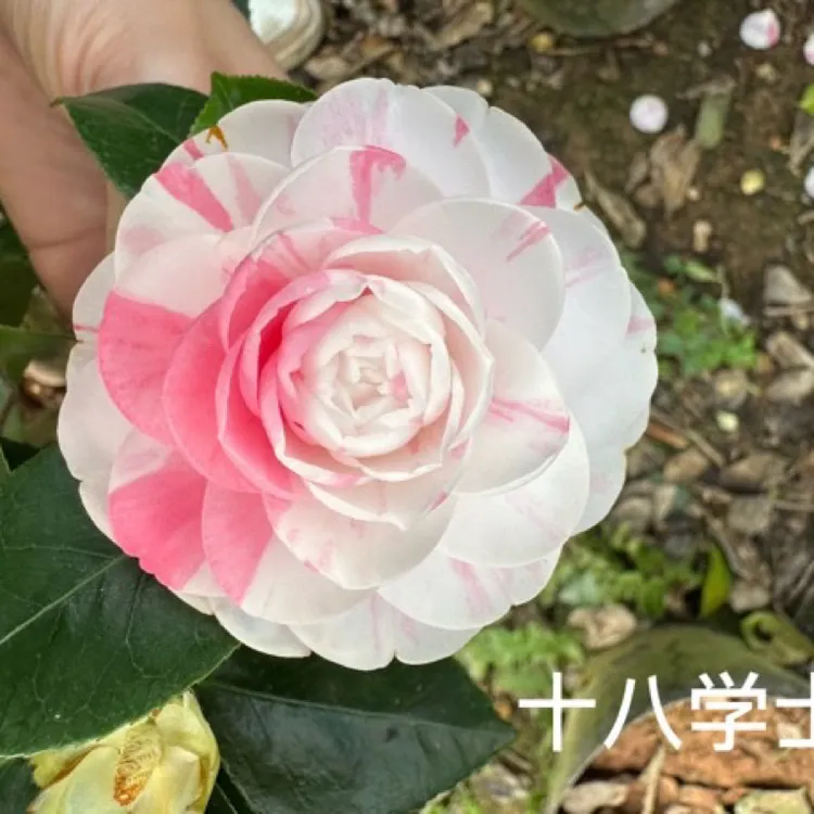 十八学士品种山茶花开多色多型品种小苗开1-2色地栽盆栽绿植