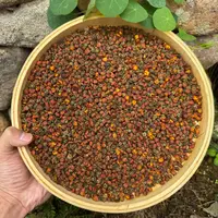 高山  农家  昆仑雪菊