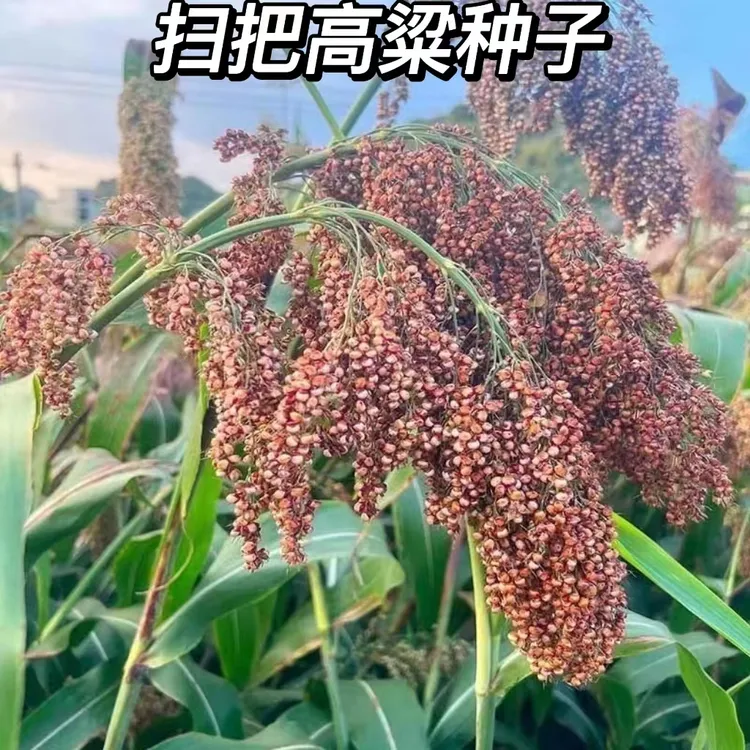 扫把高粱种子红糯种籽春夏季播酿酒食用抗旱抗倒扫把条帚长杆扫地