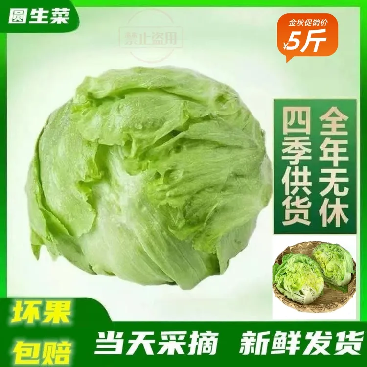 新鲜球生菜沙拉生吃轻食汉堡烤肉火锅农场直发新鲜采摘西餐店轻食