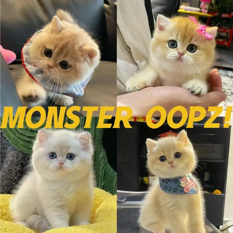 【新开播福利】金渐层小猫矮脚猫蓝金渐层福利价