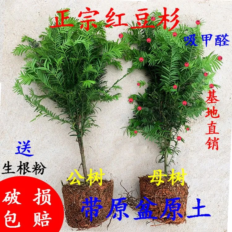 红豆杉盆栽植物室内外客厅好养庭院树苗净化空气四季常青耐寒老桩