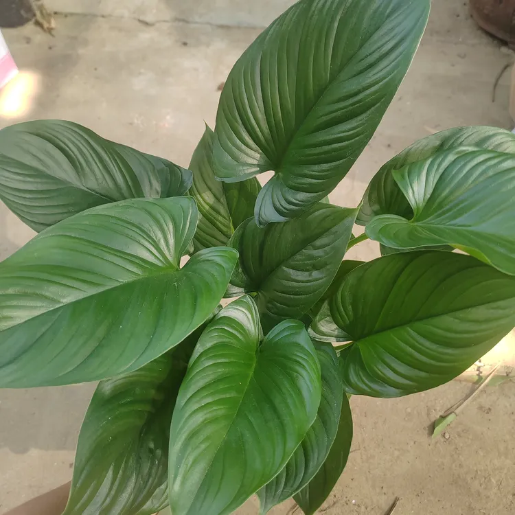 土培绿芙蓉室内盆栽四季常青好养耐活适合办公室客厅正宗龙血树