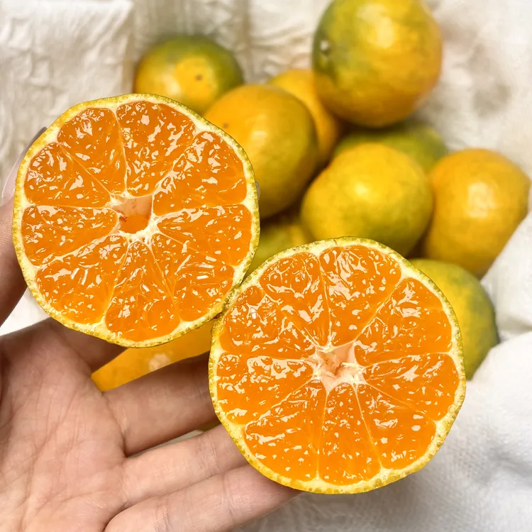 酸甜口蜜桔小时候味道皮薄果肉嫩无籽化渣好橘味浓郁 顺丰