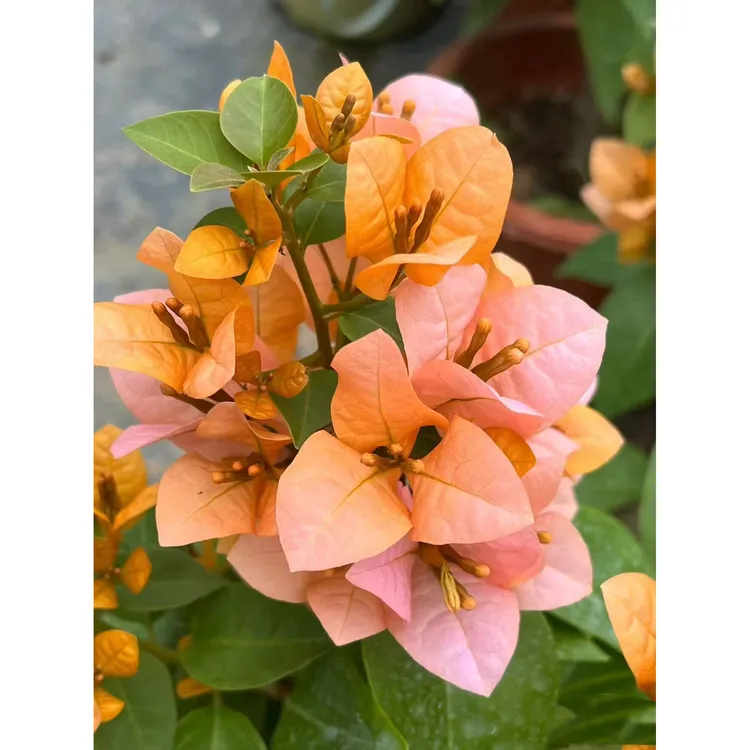 金发女郎三角梅袋苗爬藤阳台飘枝花卉绿植好养活基地直发带根发货