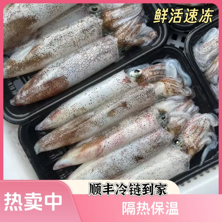 【头姐】北部湾新鲜鱿鱼速冻发货（图片仅供参考，请以实物为准）