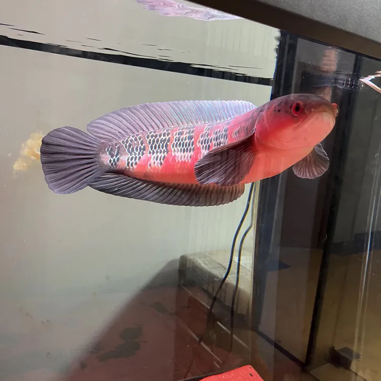 魔神红帝王雷龙苗子大型雷龙猛鱼