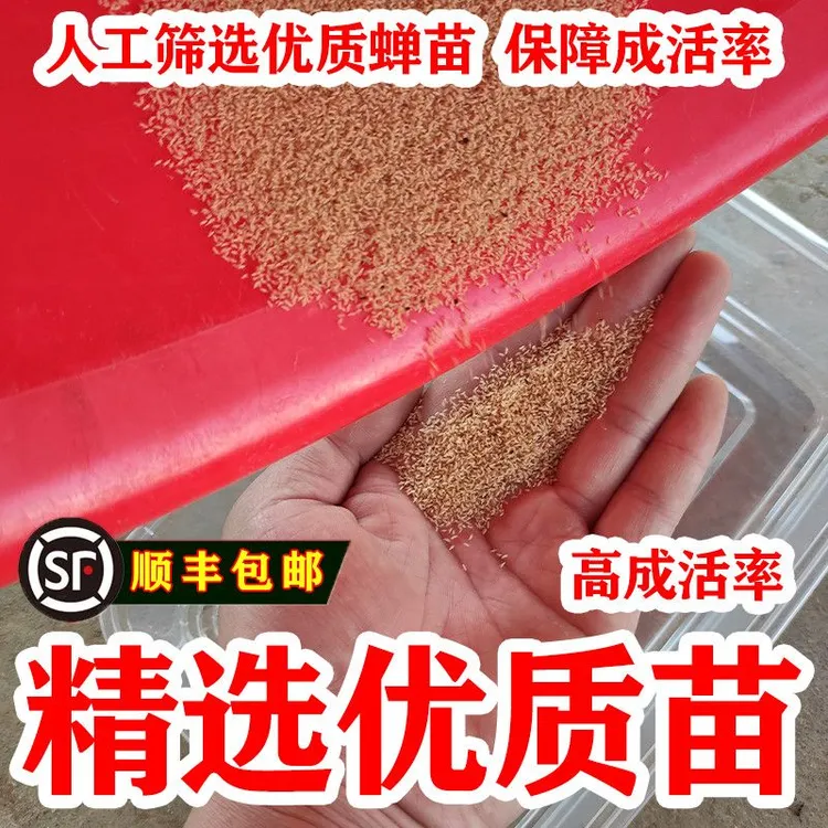 金蝉幼苗蝉蚁养知了猴种子幼虫幼苗孵化好爬爬幼苗优质养殖蝉蚁卵