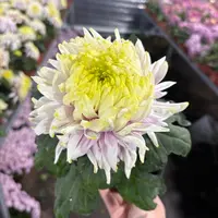 新品盘龙木兰国菊到手一盆