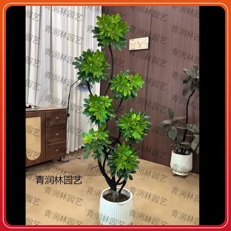 老桩鸭脚木客厅网红大盆栽大摆件室内落地茶室盆景绿植花卉绿植