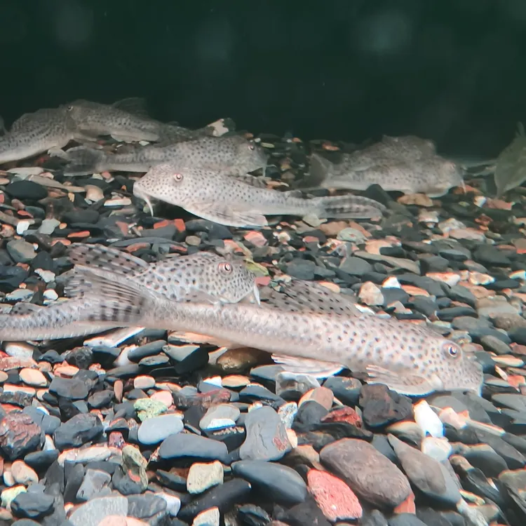 长腰黑芝麻异型l123