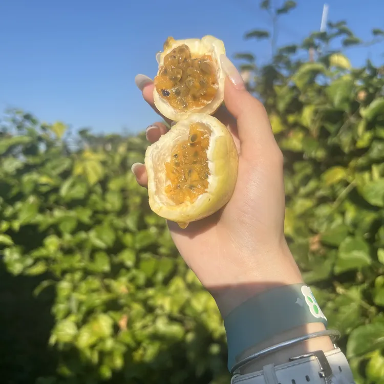 广西新鲜钦蜜九号百香果当季水果香甜多汁