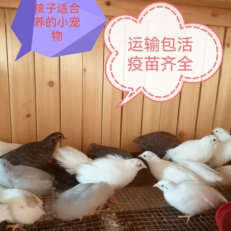 网红芦丁鸡活物观赏鸡纯白便宜适合阳台饲养的宠物鸡芦丁鸡活鸡