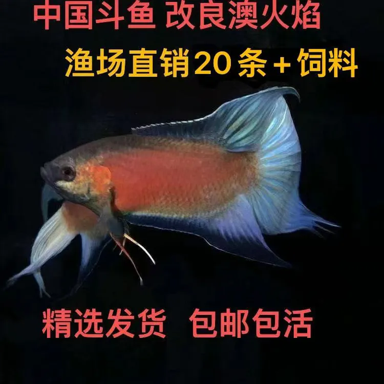 中国斗鱼澳火荧光鱼耐养不用打氧鱼广温鱼变色鱼小型改良火焰斗鱼