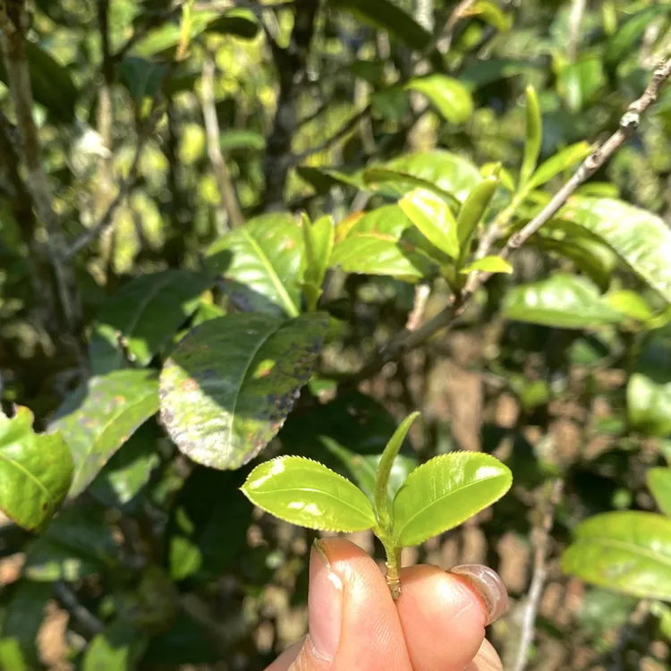 迷帝贡茶府熊猫耳400克24年（生普）