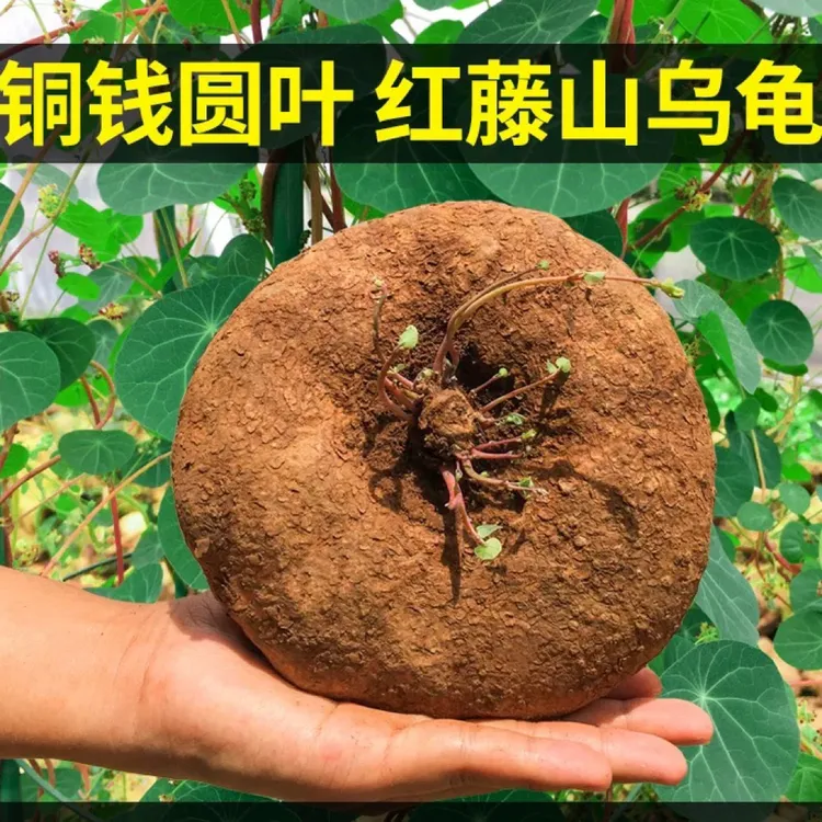 正宗山乌龟盆栽水培土培爬藤植物室内外桌面庭院造景绿植