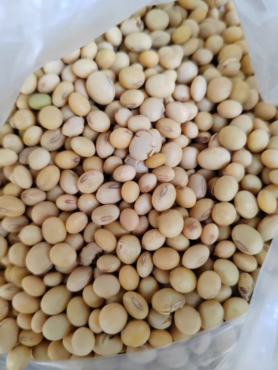 陕南老乡家的当年黄豆打豆浆格外香不打催长药自然周期生长时间长