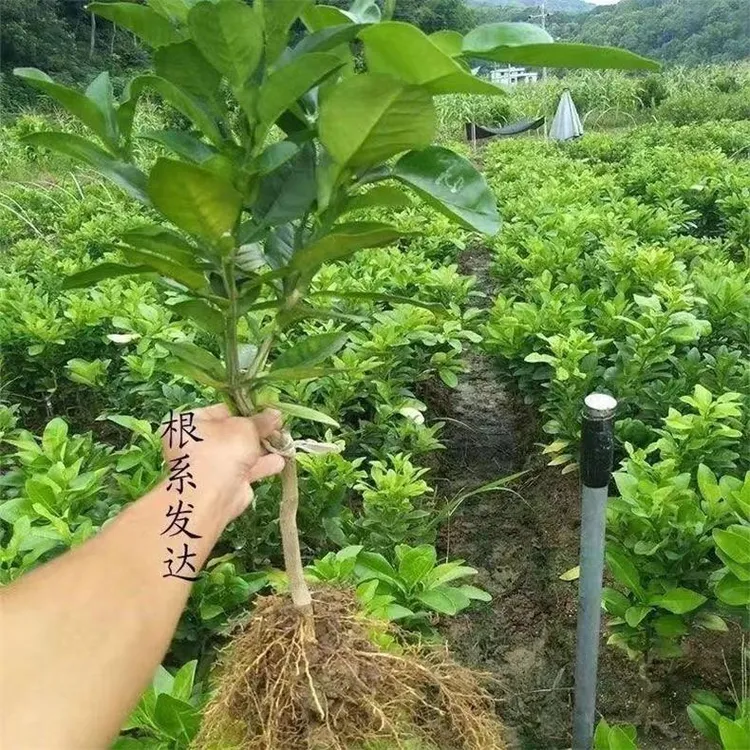 春见苗耙耙柑树苗丑橘苗柑桔苗四川嫁接不知火丑八怪柑橘子果树苗商品图