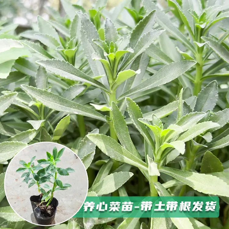 养心菜苗子高钙菜苗