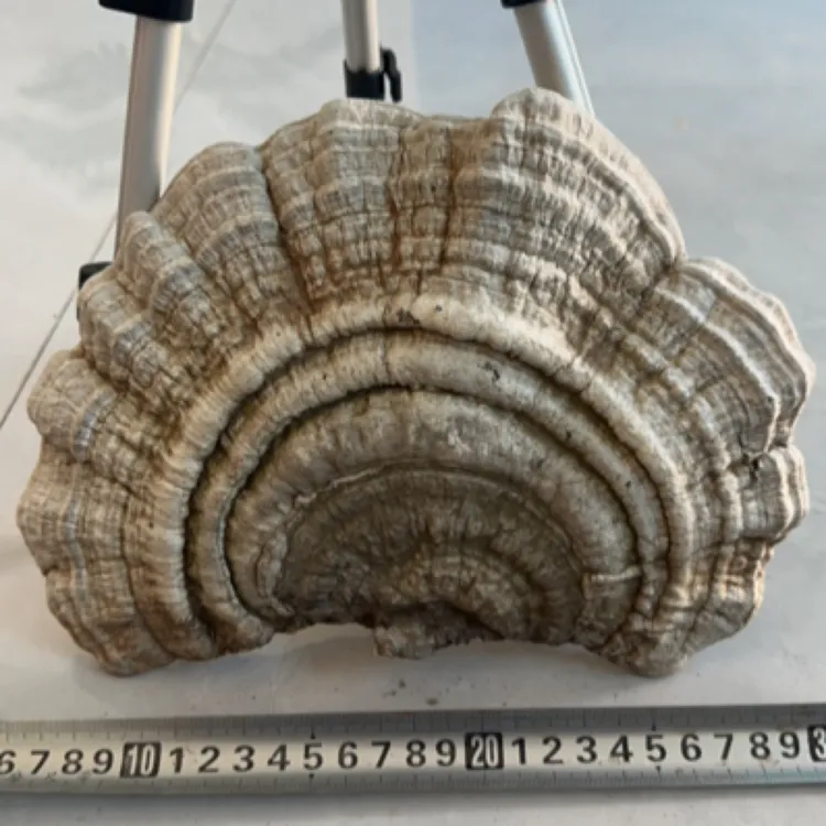 东北野生菌 树舌平盖青芝 整颗包邮可作摆件 老牛干野生菌 包邮