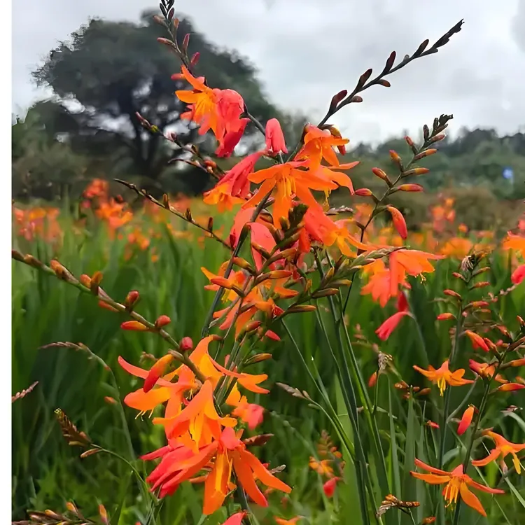 火星花盆栽花卉宿根多年生耐热耐寒花期长观花境庭院工程花园阳台