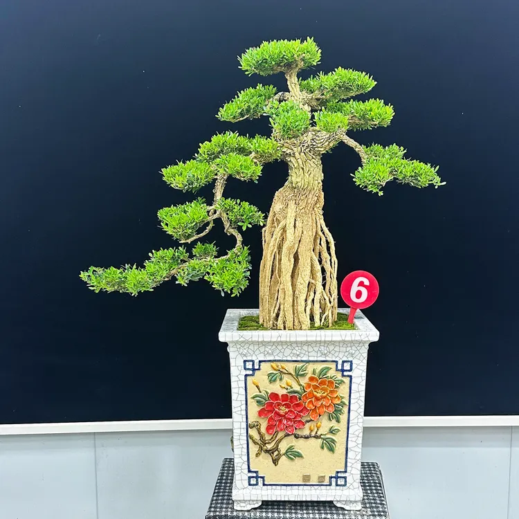 皱皮雀舌黄杨高提根老桩盆景室内客厅阳台四季常青绿植盆栽