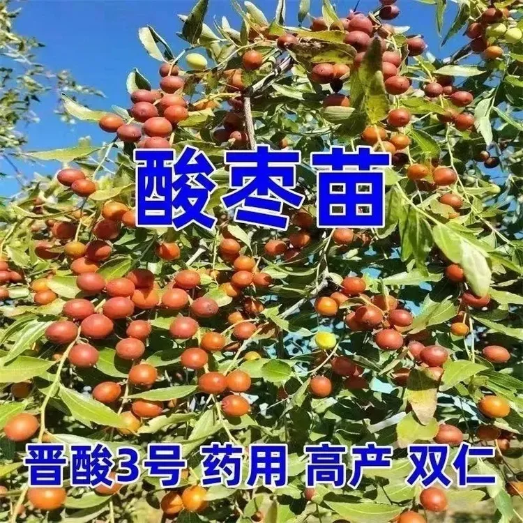 酸枣树苗药用晋酸三号酸枣苗直发适应南北方坡地荒地产量高效益好