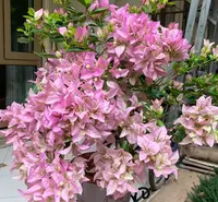 【李先生】新加坡宫粉~三角梅盆栽适合阳台庭院楼顶四季开花勤花