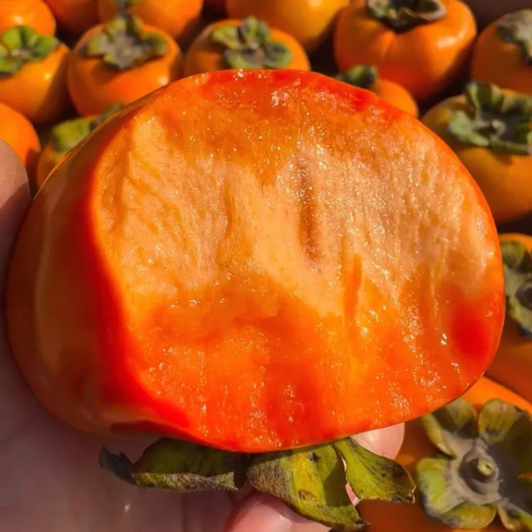 陕西阳丰脆柿子脆甜硬柿子巧克力脆柿产地直发新鲜