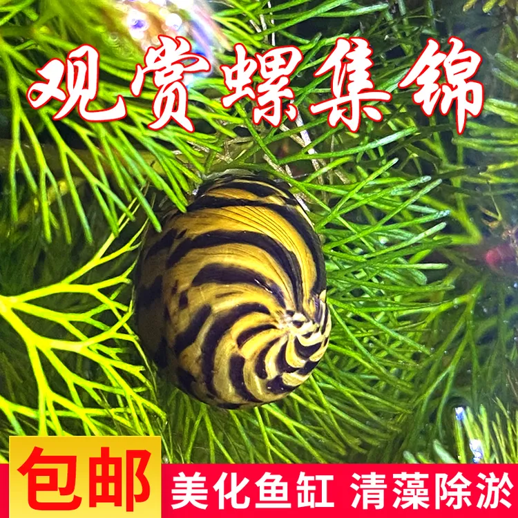 鱼缸清洁斑马螺观赏螺活体除藻控苔草缸造景必备水质净化