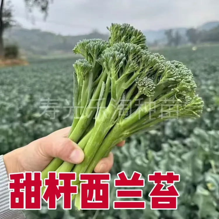 西兰苔菜苔花盆种植带土寿光基地直发对版多茬采收西兰苔秧苗