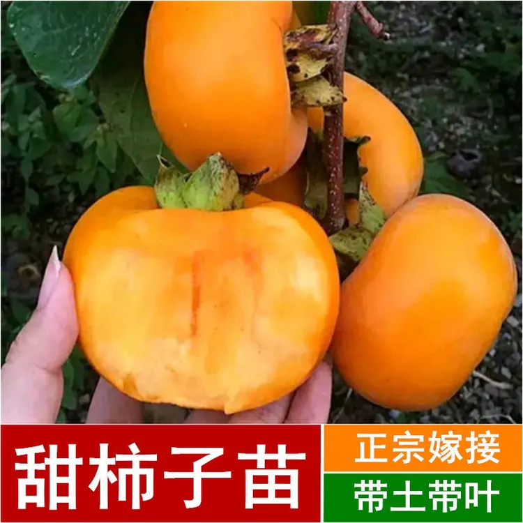 柿子树果苗脆甜柿子树庭院种植火晶柿树苗老桩南北方果树果苗盆栽