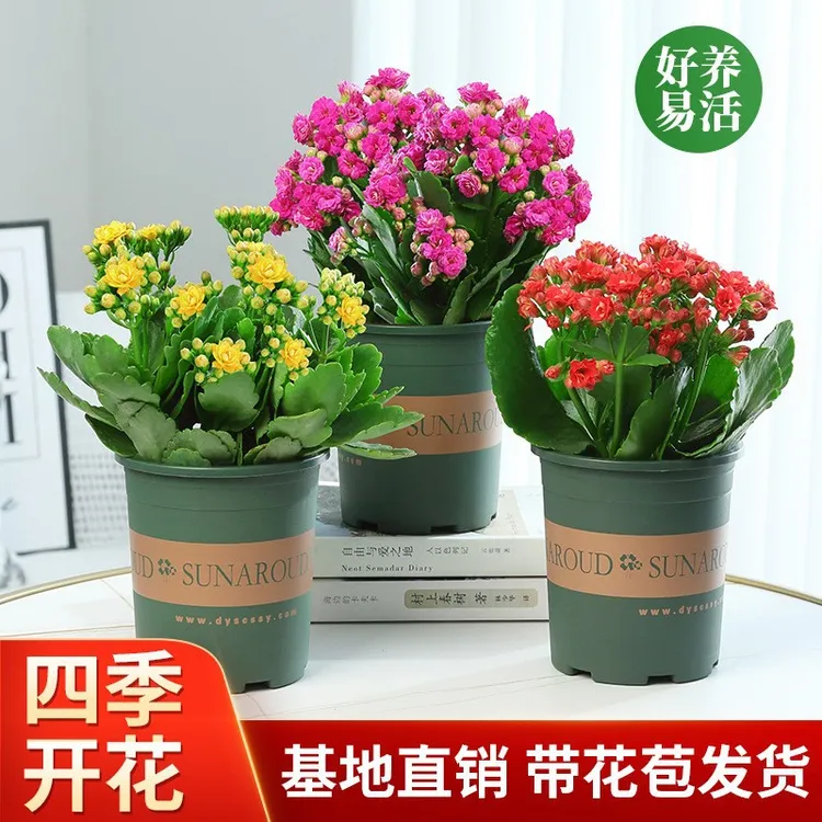 长寿花盆栽重瓣金狐狸大花带花苞花苗四季室内开花好养的花卉植物