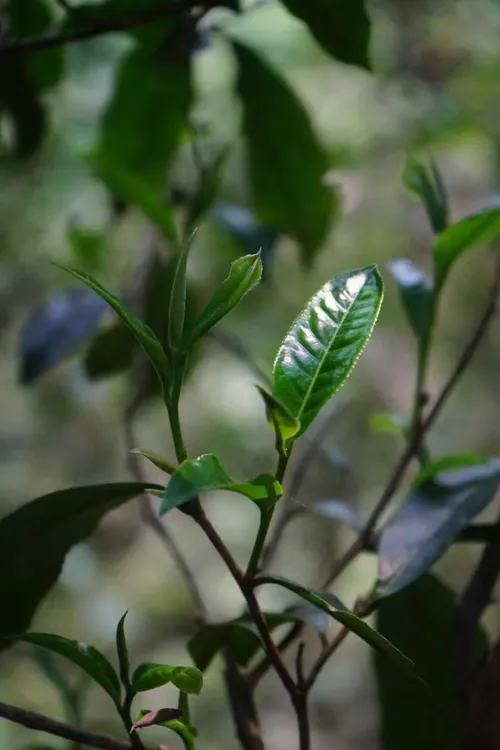 2025年莽枝普洱茶生茶 红毛丹 古树 春茶头采