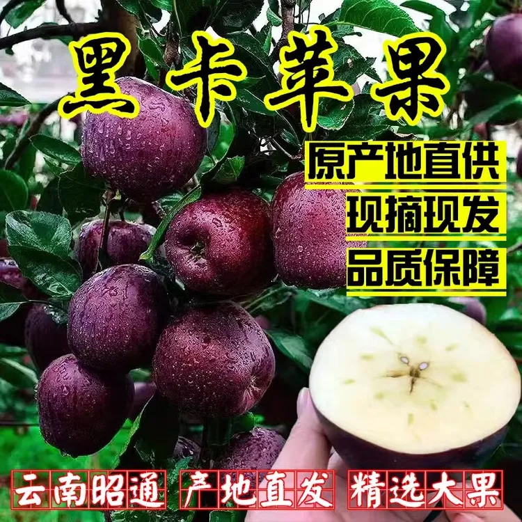 黑卡黑钻苹果水果新鲜黑钻红蛇果新鲜当季脆甜冰糖甘肃圣诞平安果