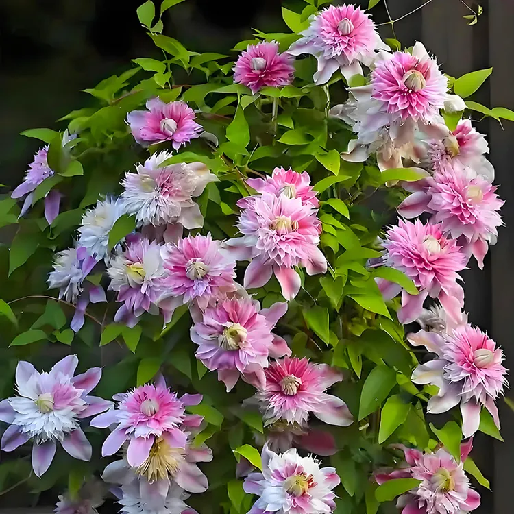 【约瑟芬】重瓣铁线莲大苗爬藤花卉植物四季开花多年生盆栽栅栏攀援