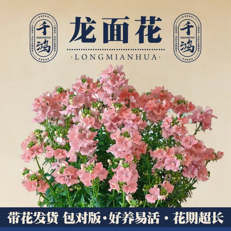 龙面花春季爆花机器有香味小盆耐寒花期长阳台花园带花带花苞易活